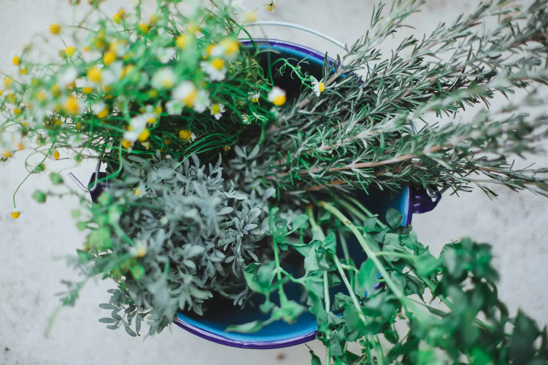 Healing plants